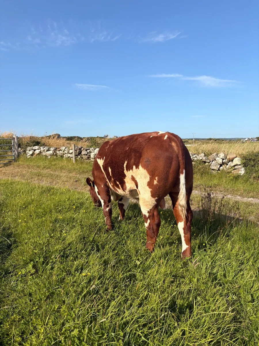 Top Quality AI bred BB Bull Weanling - Image 2