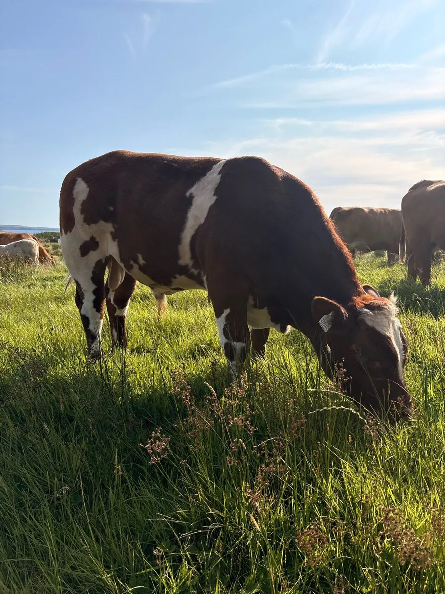 Top Quality AI bred BB Bull Weanling - Image 3