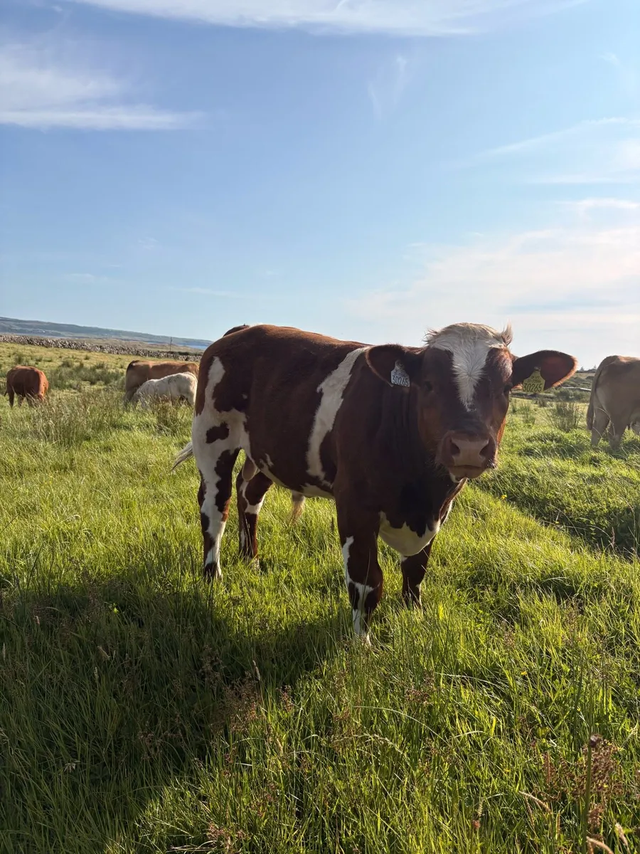 Top Quality AI bred BB Bull Weanling - Image 4