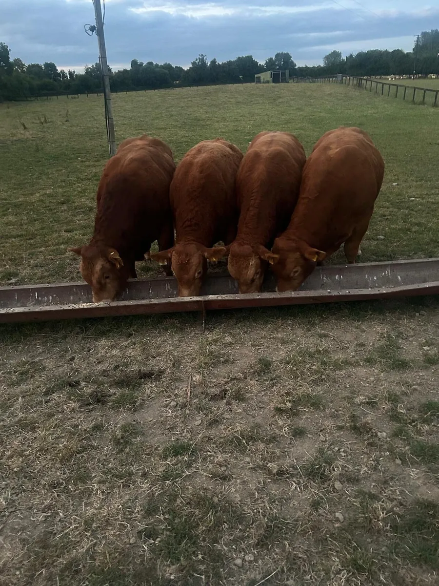 Pedigree Limousin Bulls & heifers - Image 1