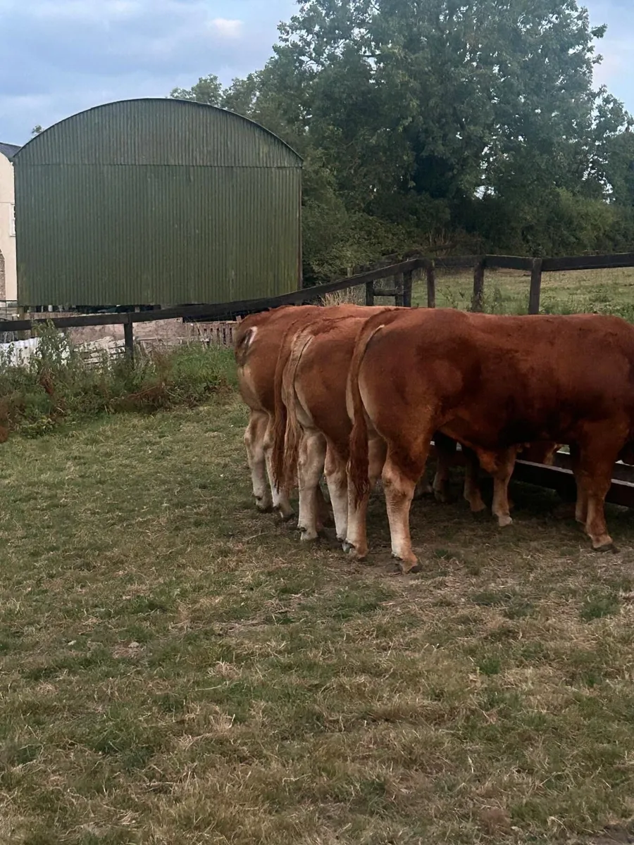 Pedigree Limousin Bulls & heifers - Image 3