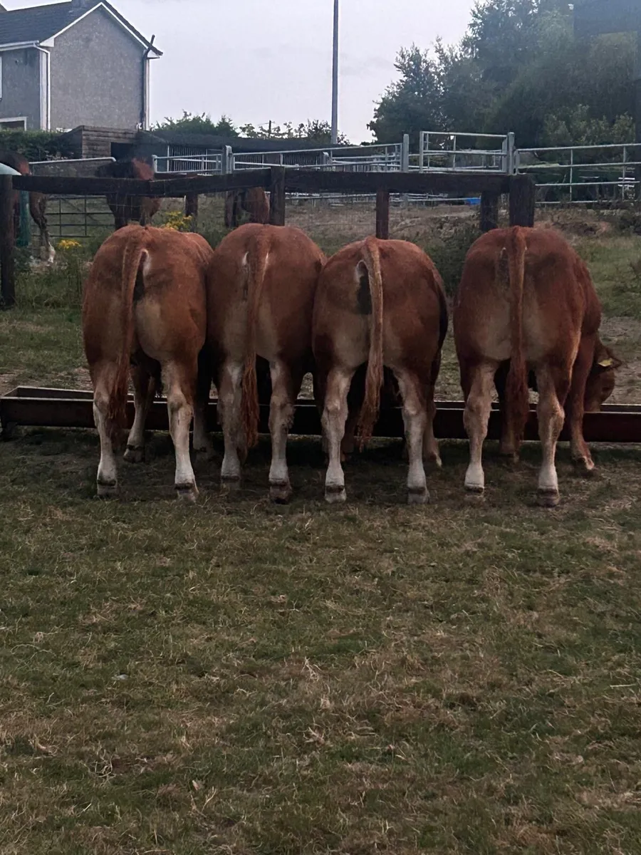Pedigree Limousin Bulls & heifers - Image 2