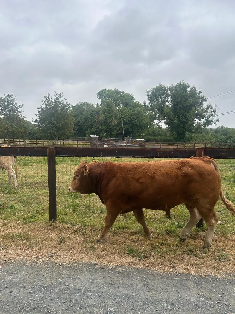 Pedigree Limousin Bulls & heifers - Image 4