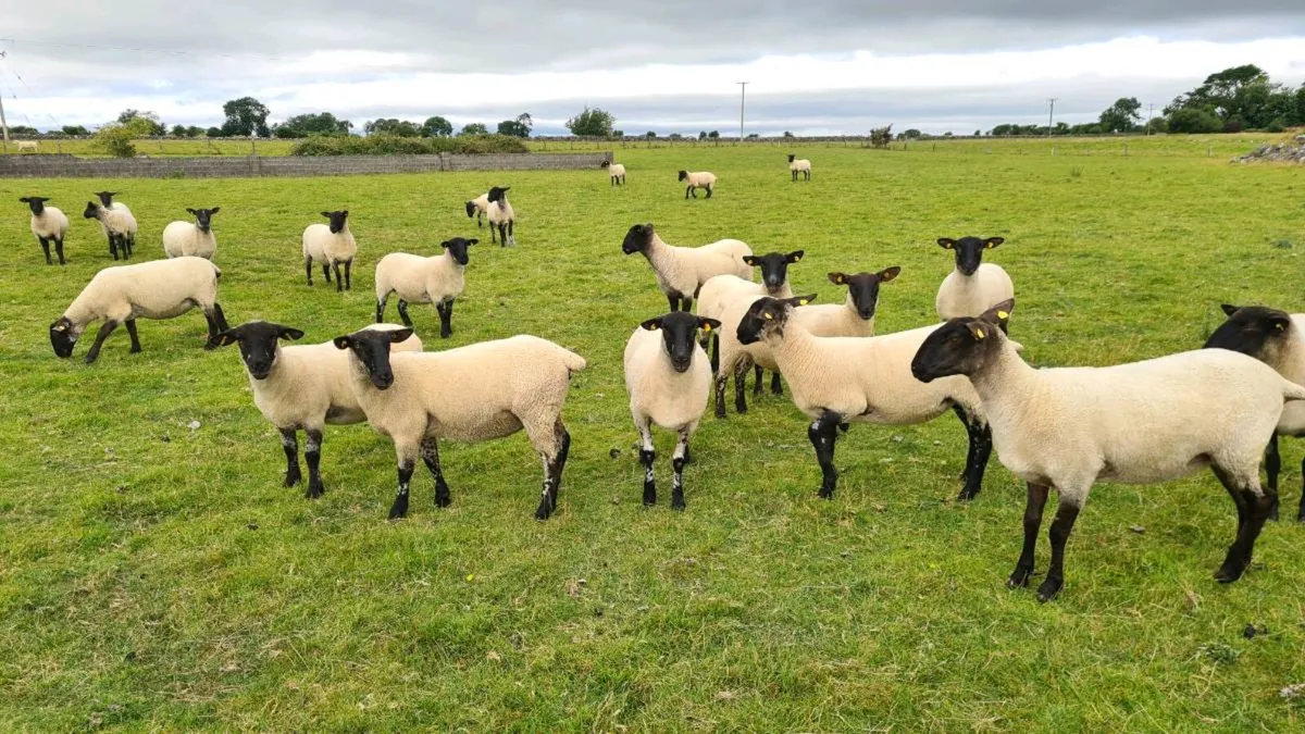 HOGGETS - Image 3