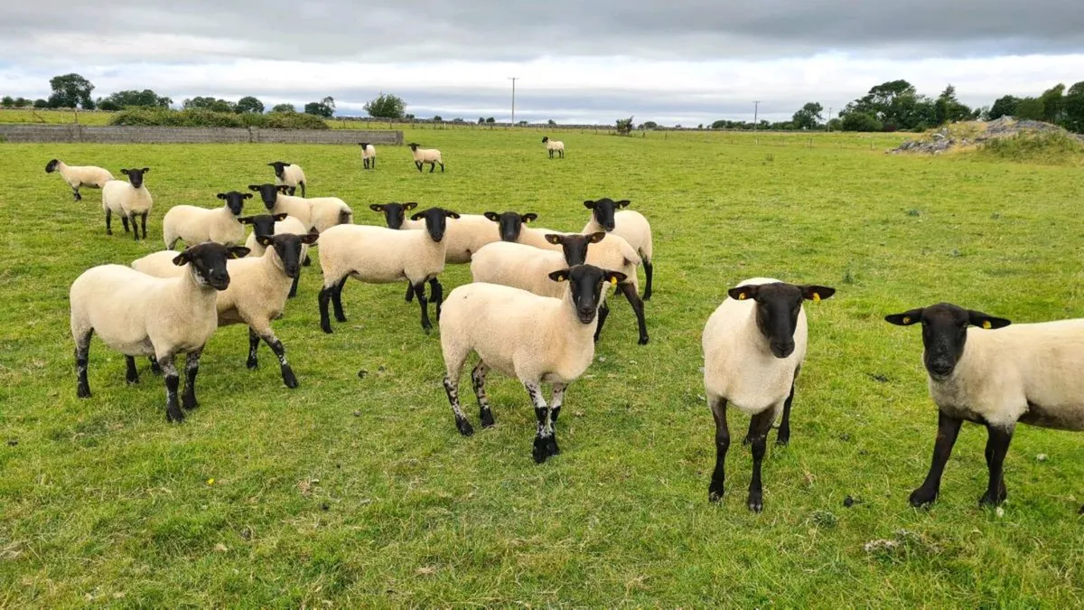HOGGETS - Image 1