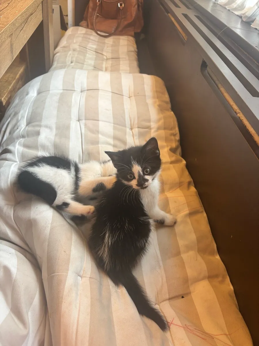 Kittens - Image 1