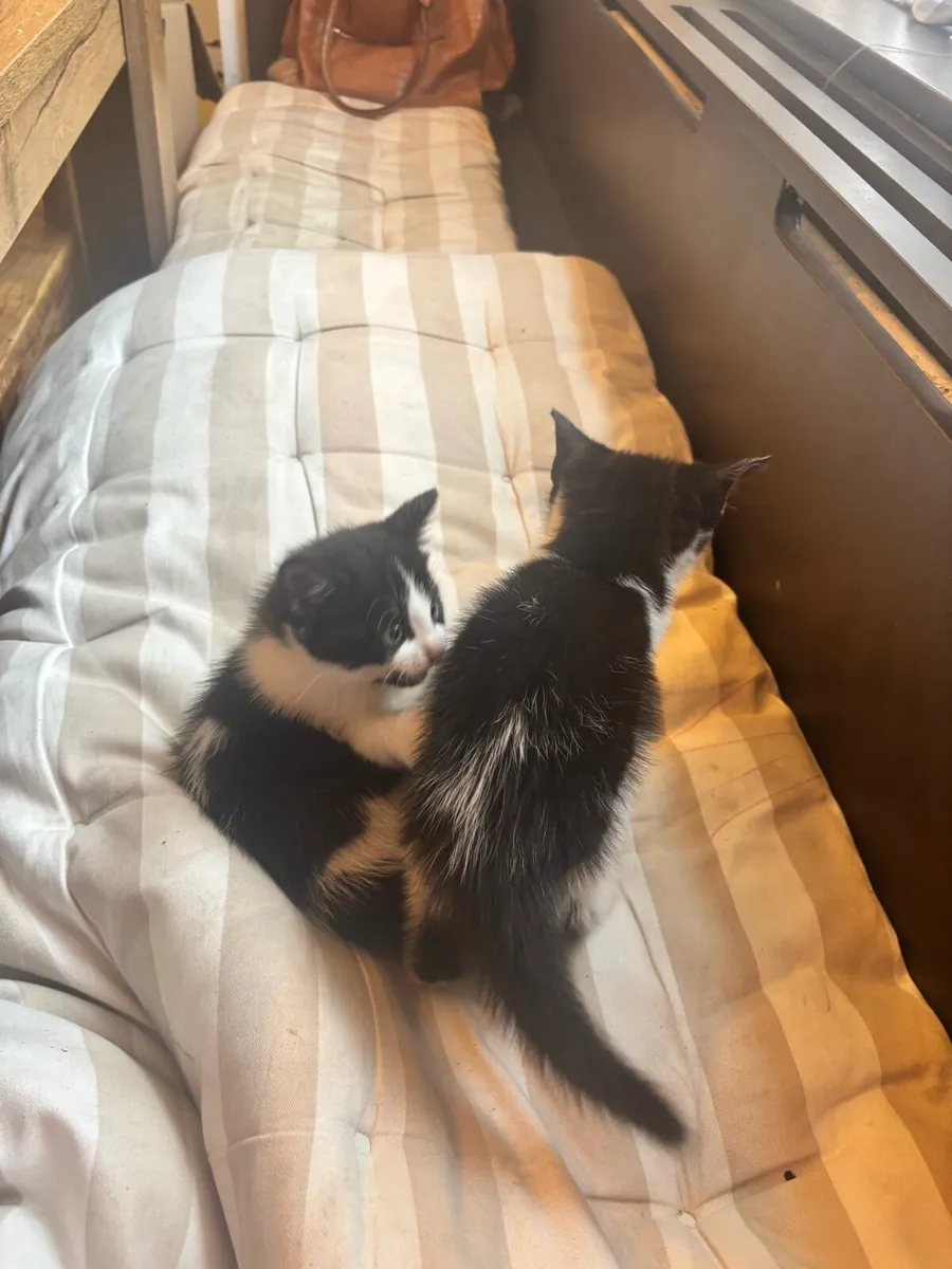 Kittens - Image 2