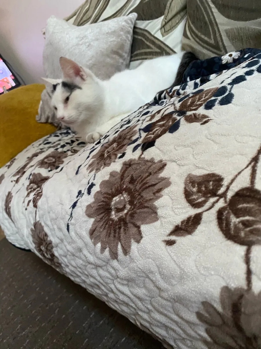 Free Cats to good homes - Image 4