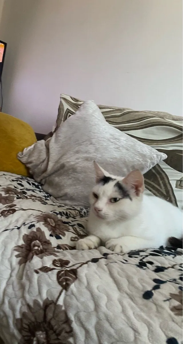 Cats - Image 1
