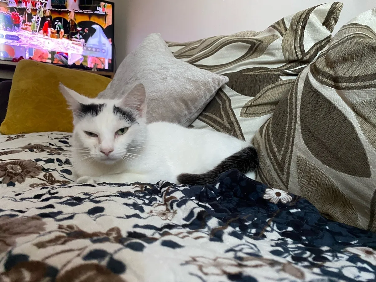 Cats - Image 2