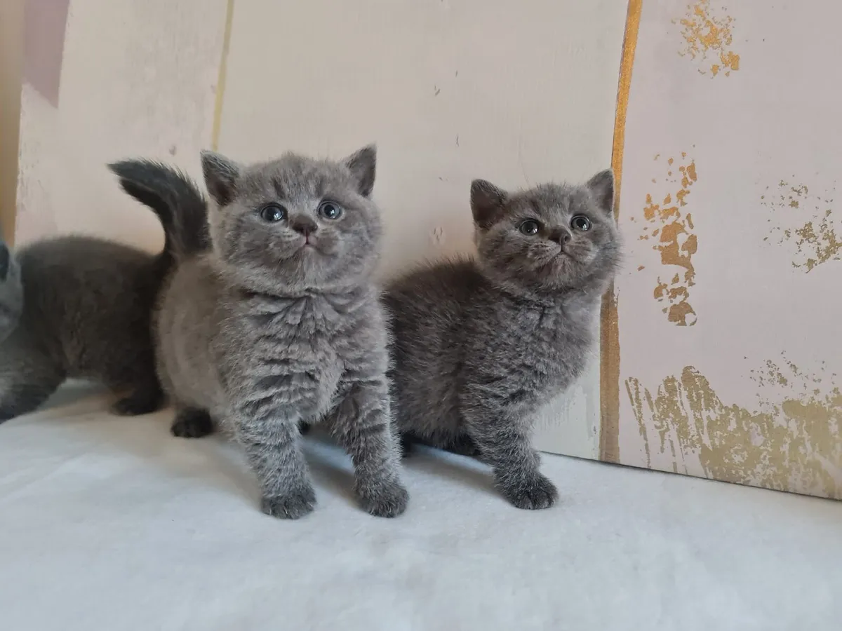 Amazing Purebred British Shorthair kittens - Image 2