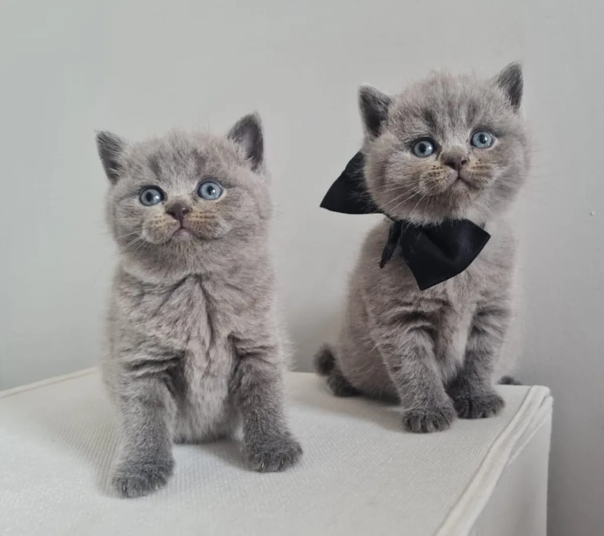 Amazing Purebred British Shorthair kittens - Image 3