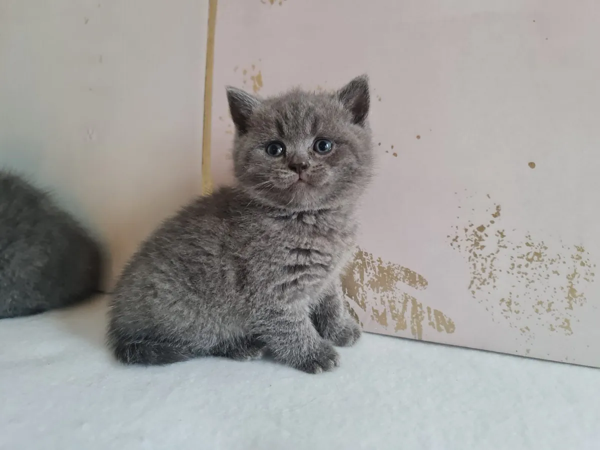 Amazing Purebred British Shorthair kittens - Image 4