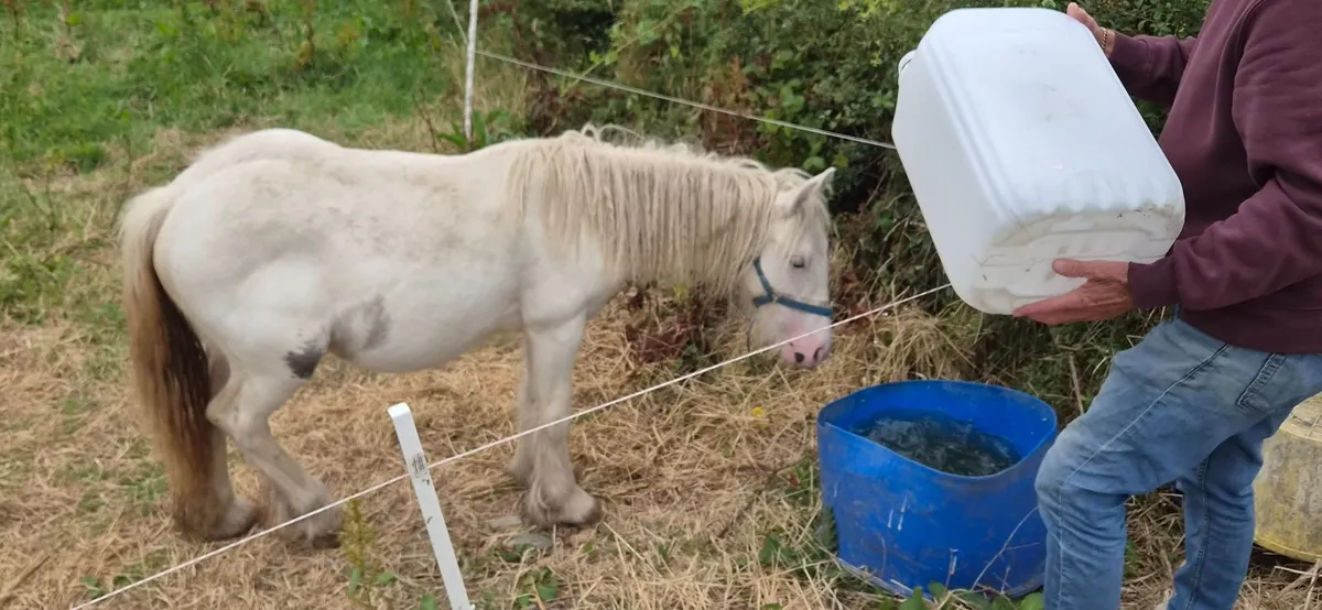Cob colt - Image 3