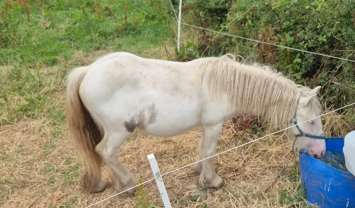 Cob colt - Image 4