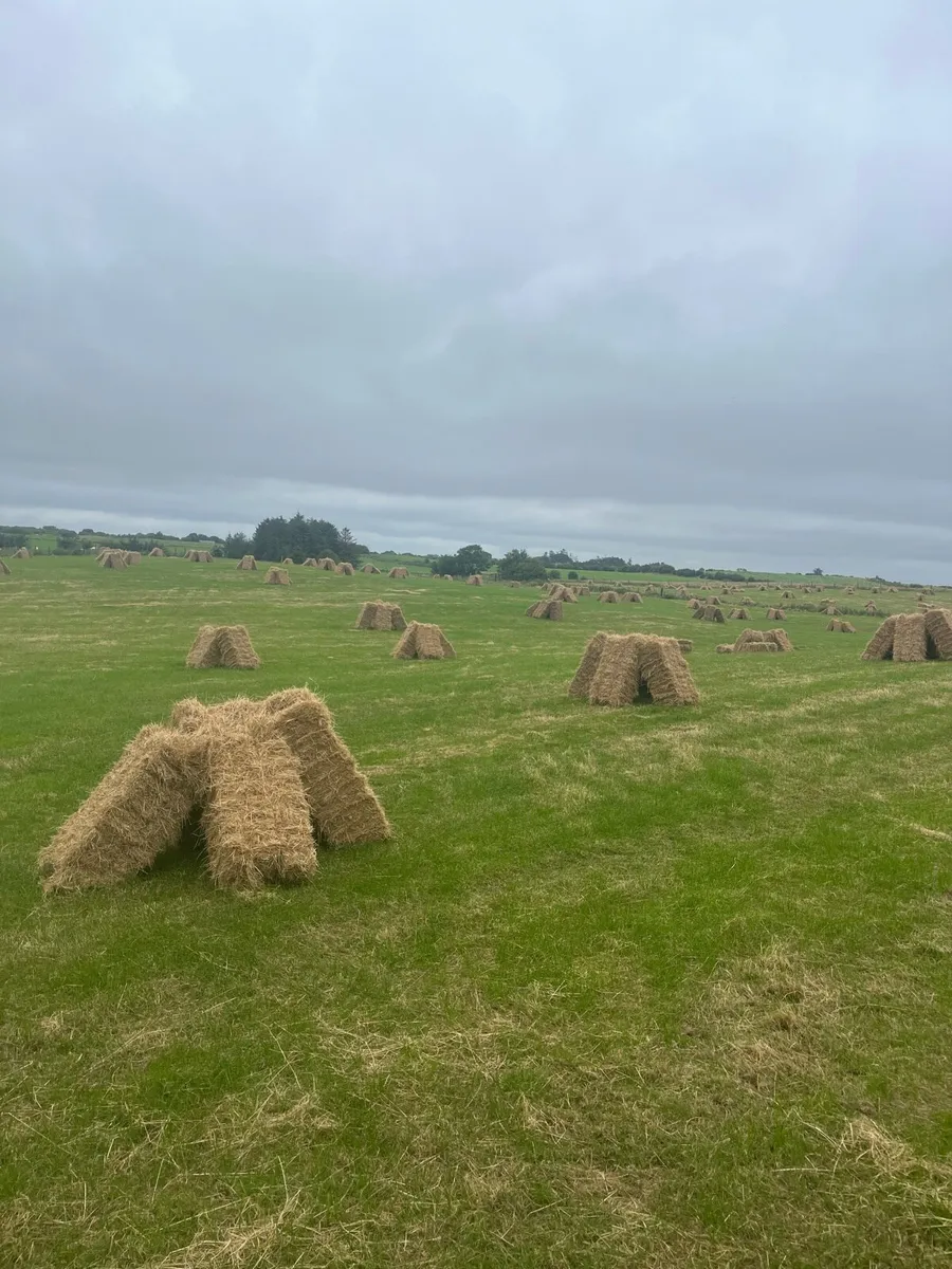 Organic Hay - Image 2