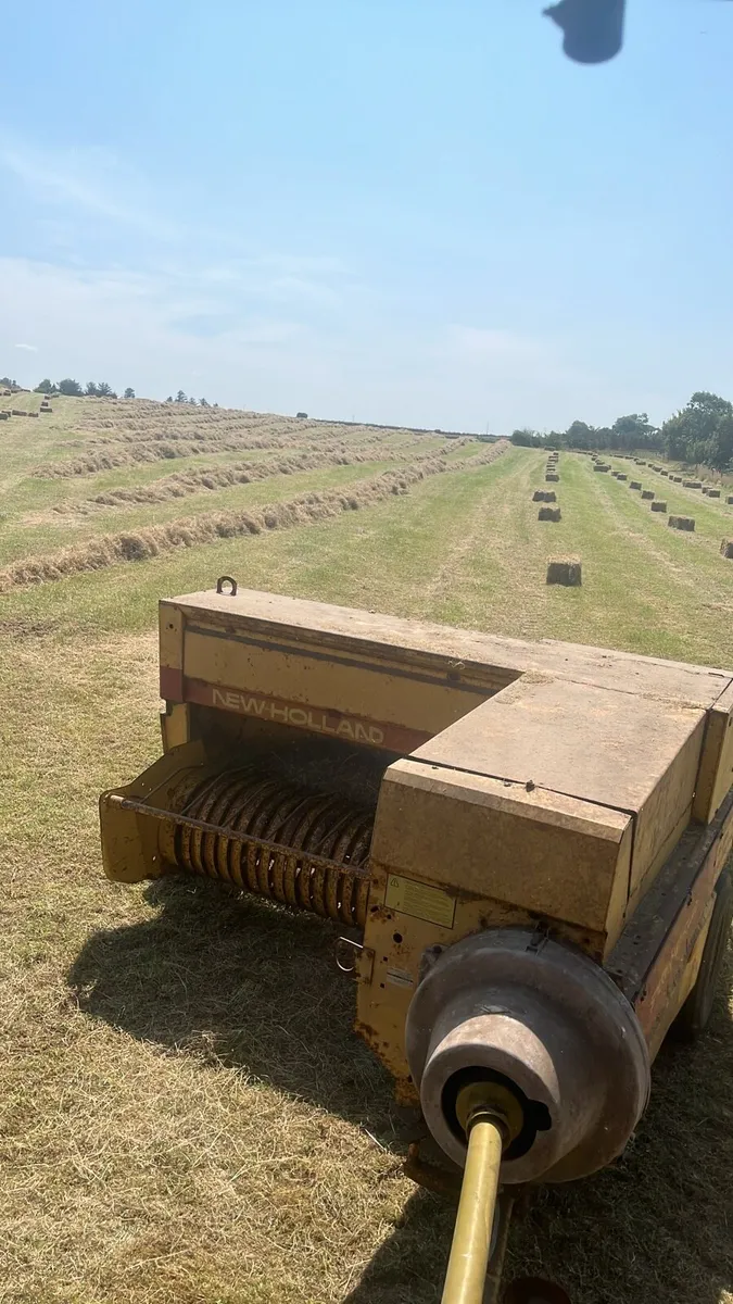 Organic Hay - Image 3
