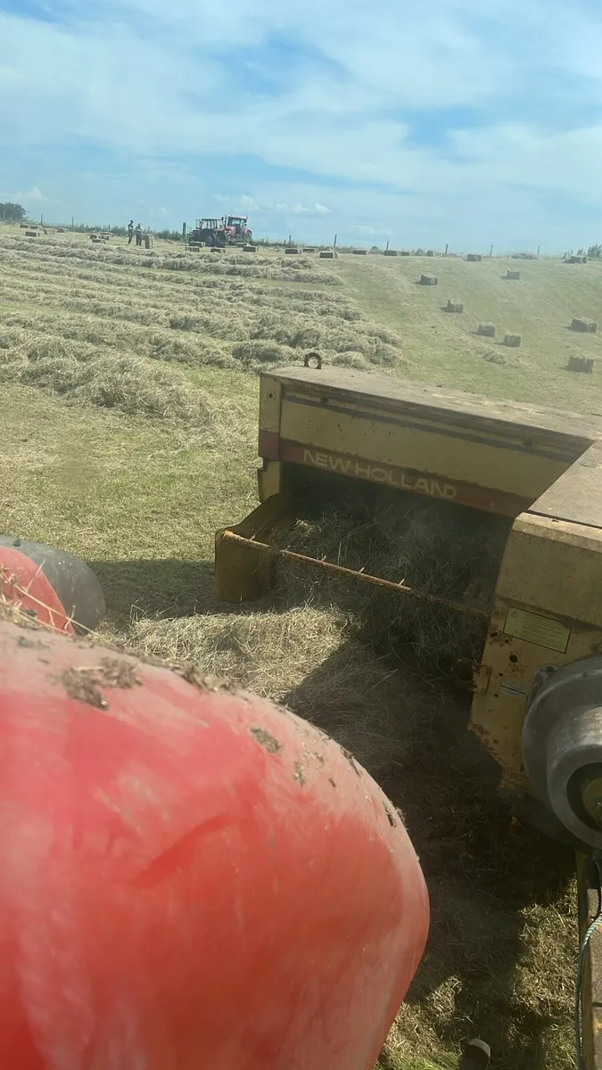 Organic Hay - Image 4