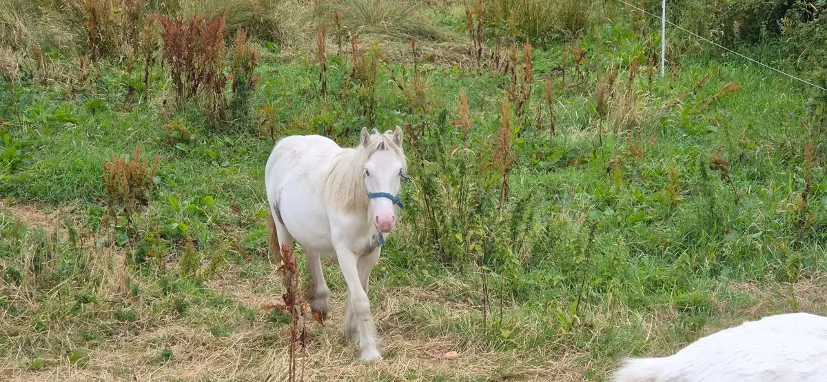 Cob colt - Image 1