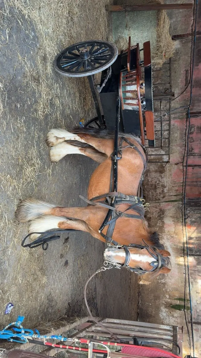Driving cobs - Image 1