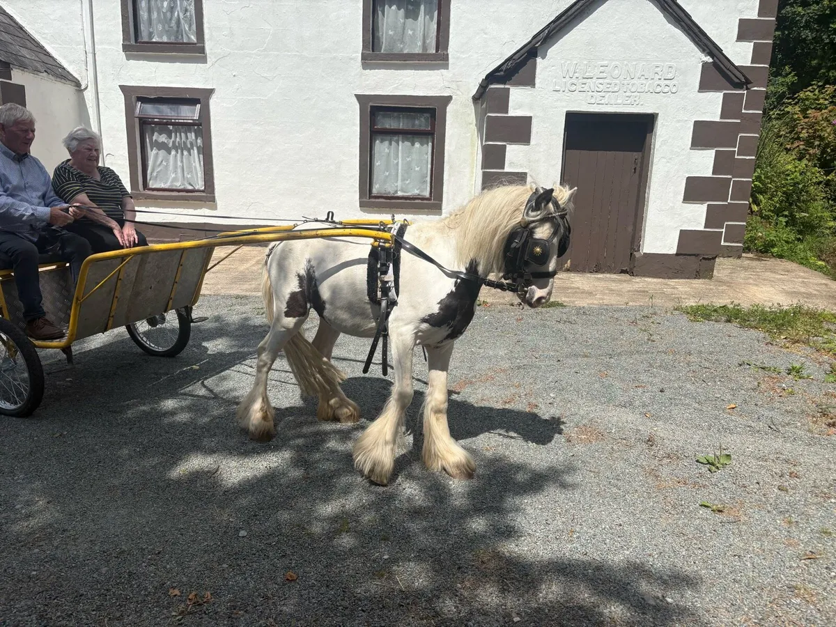 Driving cobs - Image 2