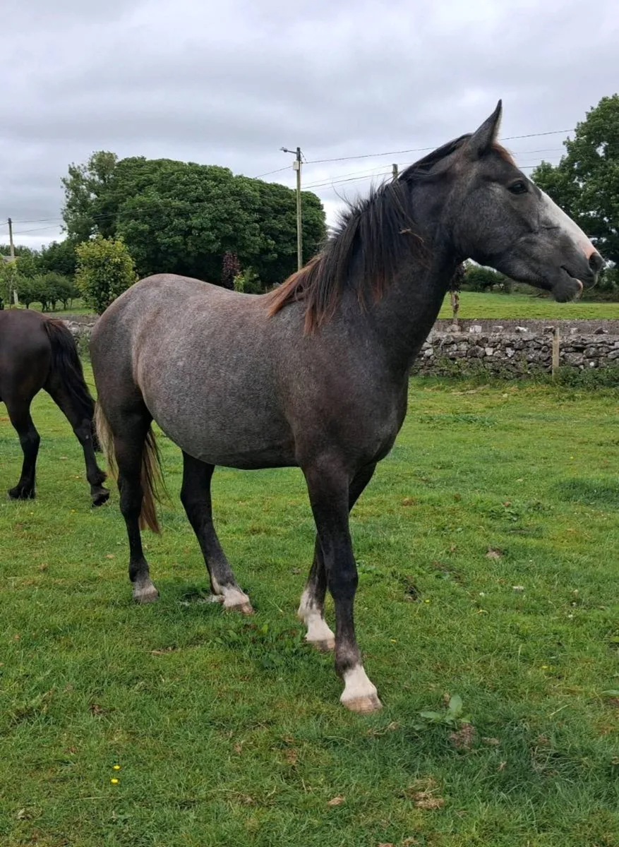Geldings - Image 4