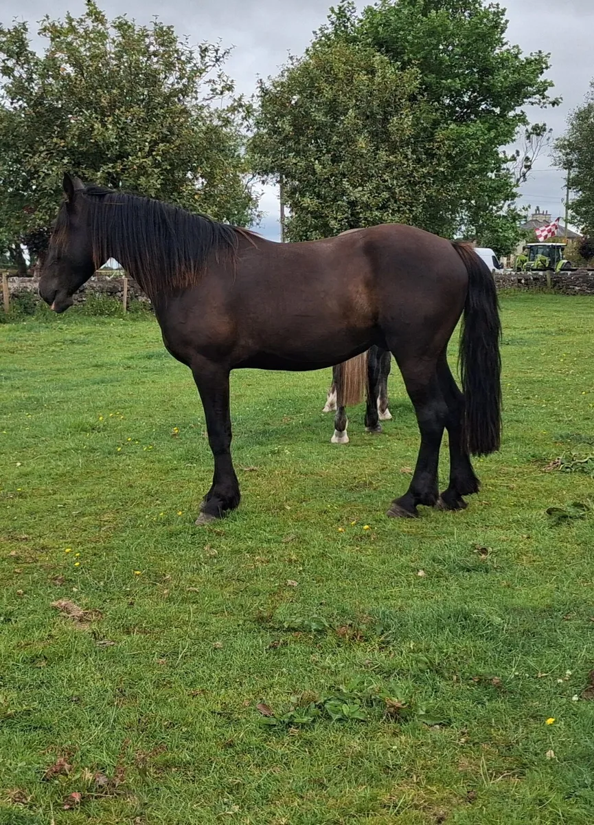 Geldings - Image 3