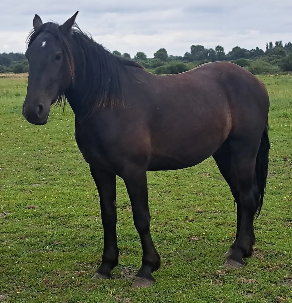 Geldings - Image 2