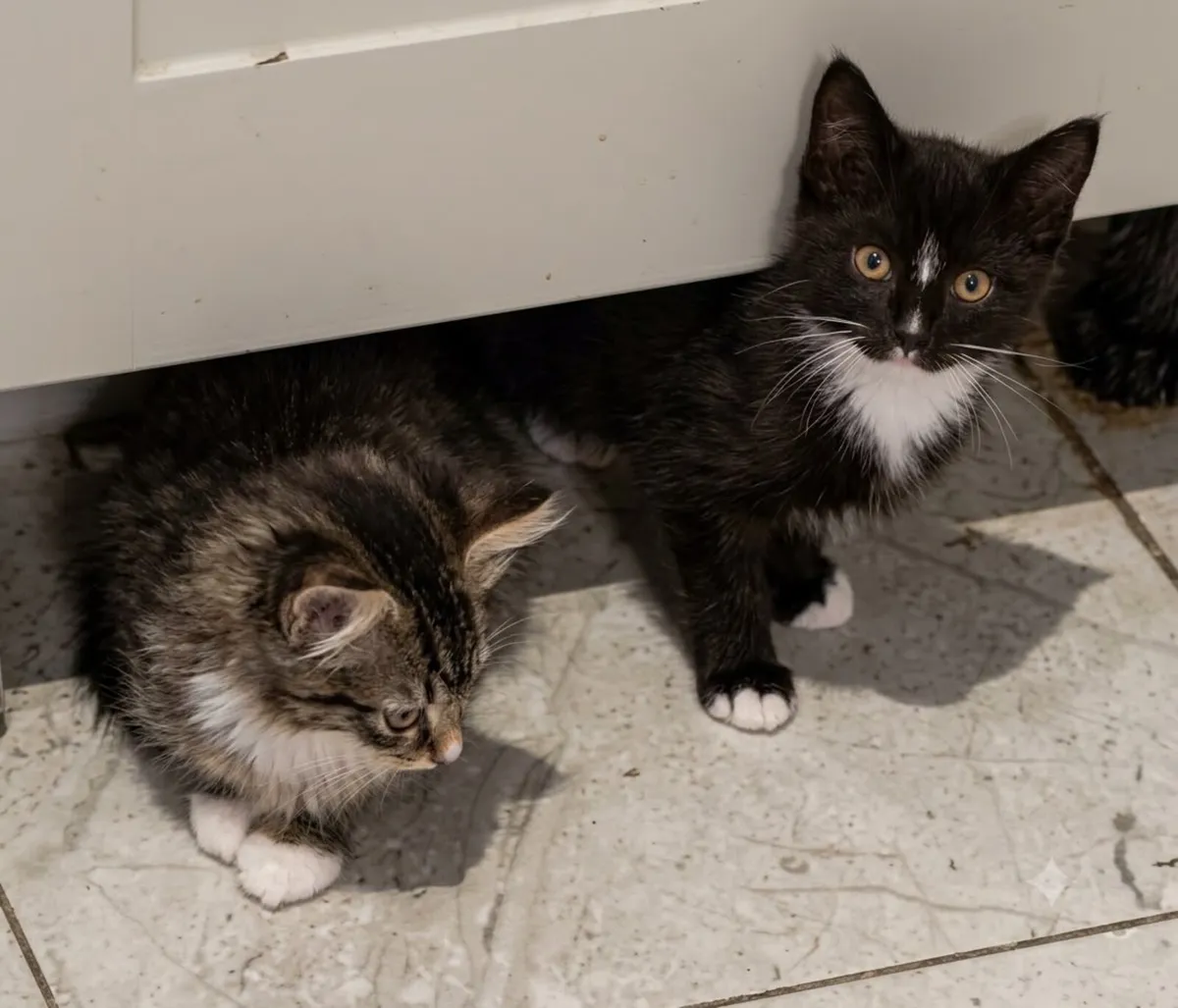 Kittens - Image 4
