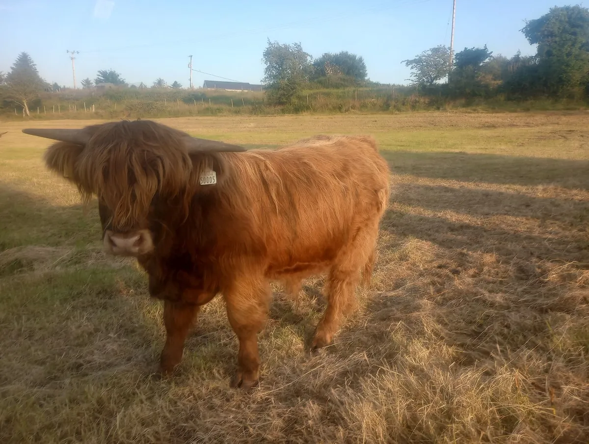 Highland Bull - Image 1