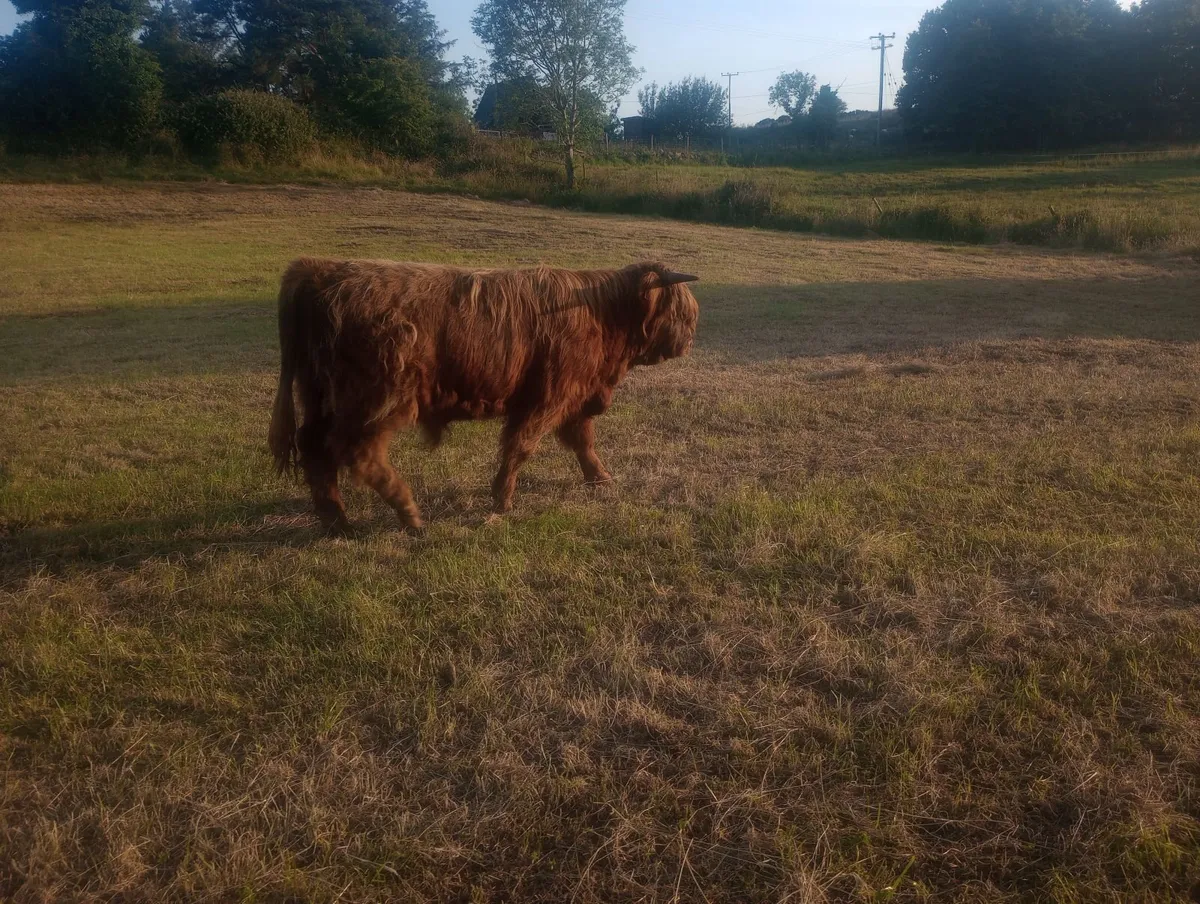 Highland Bull - Image 2