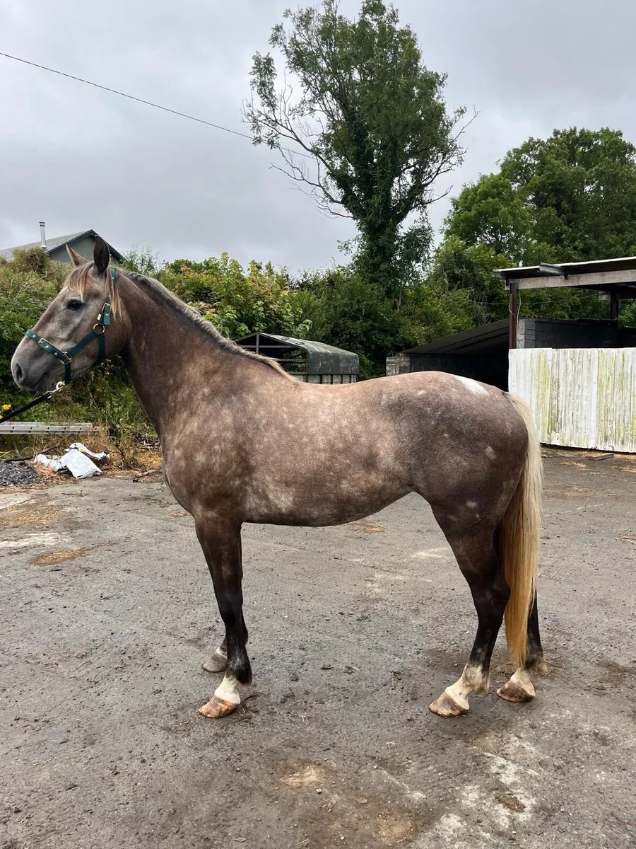 Irish Draught Mare. - Image 1