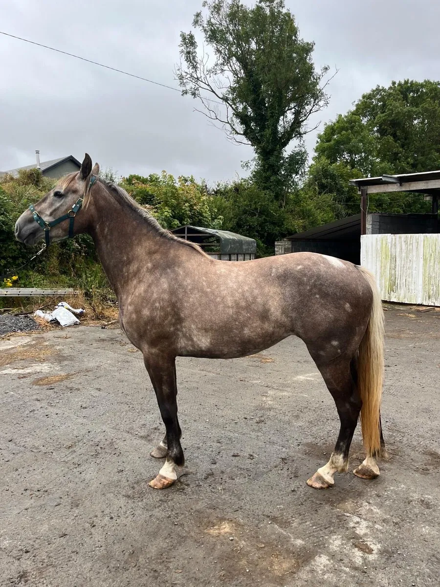 Irish Draught Mare. - Image 2