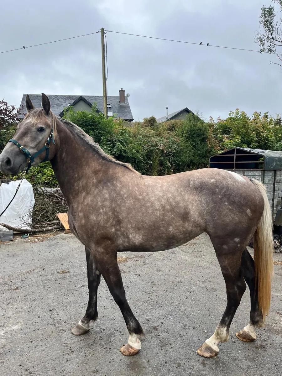 Irish Draught Mare. - Image 3