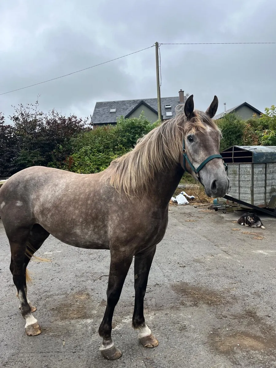 Irish Draught Mare. - Image 4