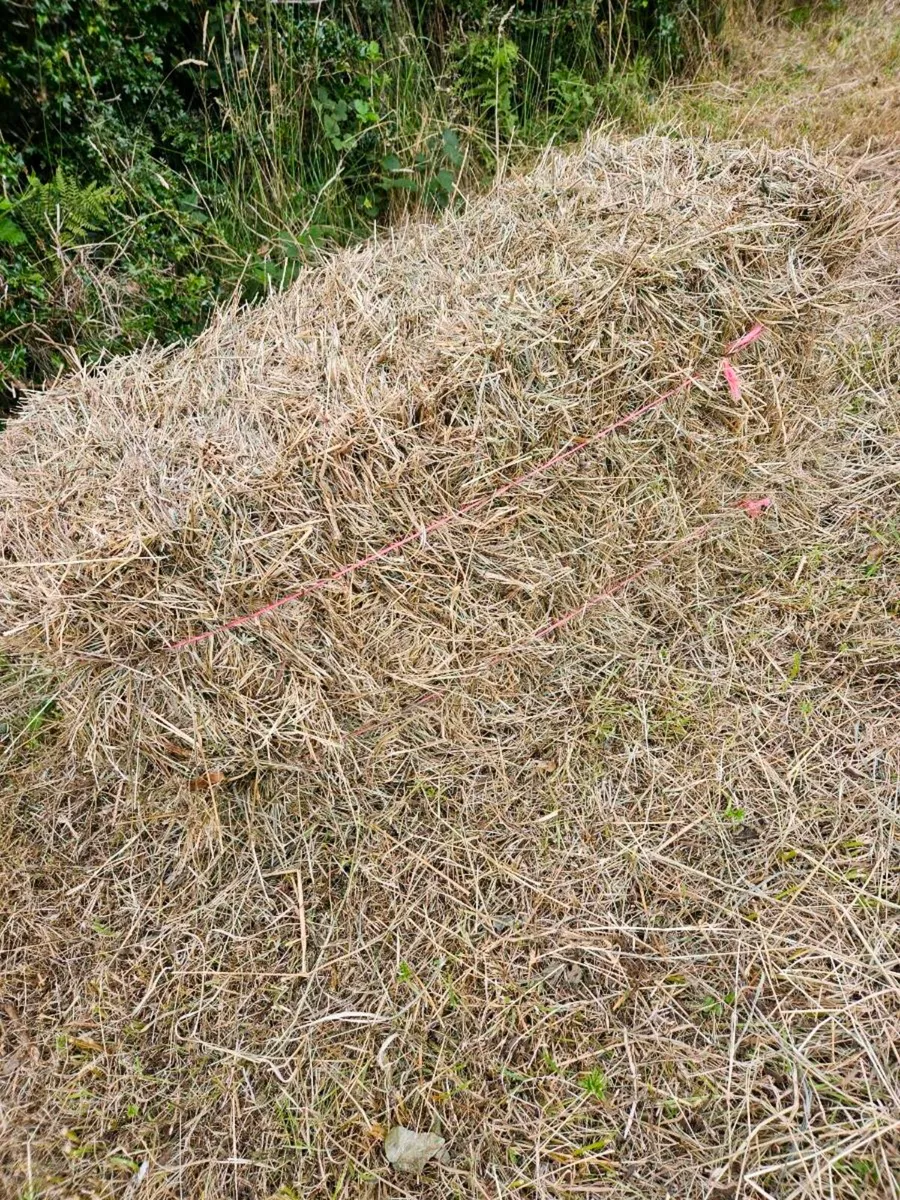 Organic Hay - Image 1