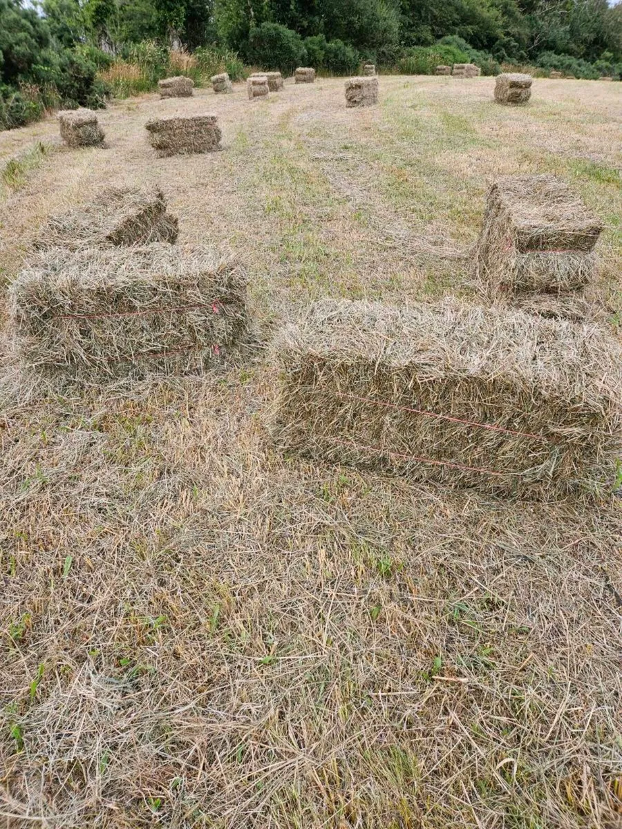 Organic Hay - Image 2