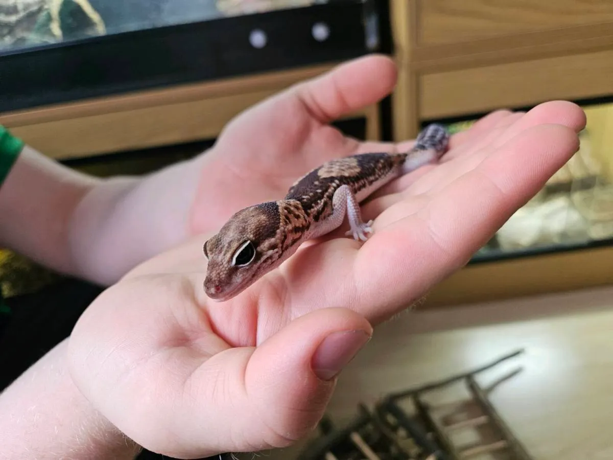 African Fat Tail with Tank - Image 2