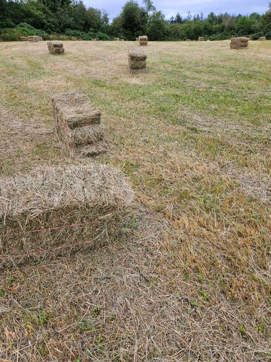 Organic Hay - Image 3