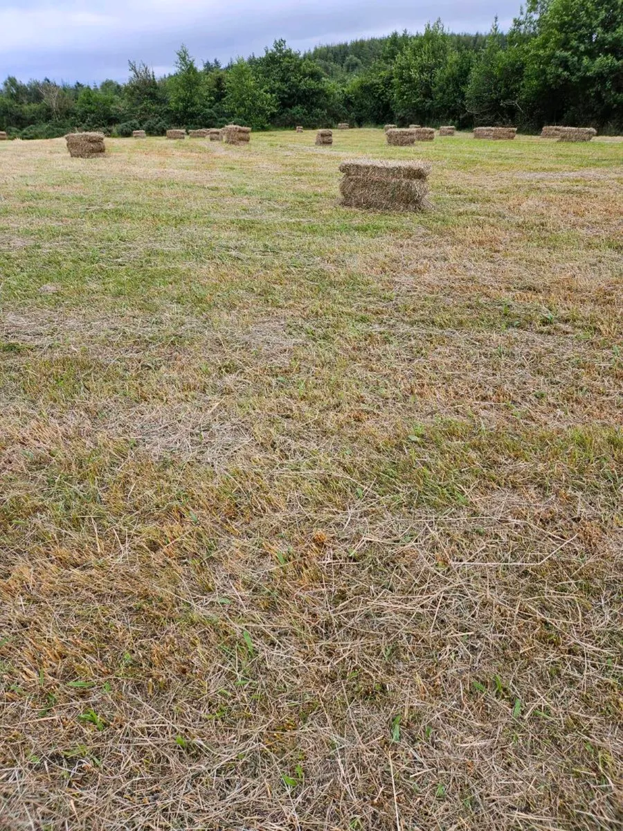 Organic Hay - Image 4