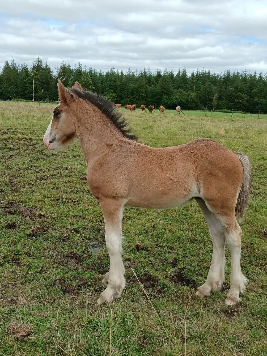 Foals - Image 2