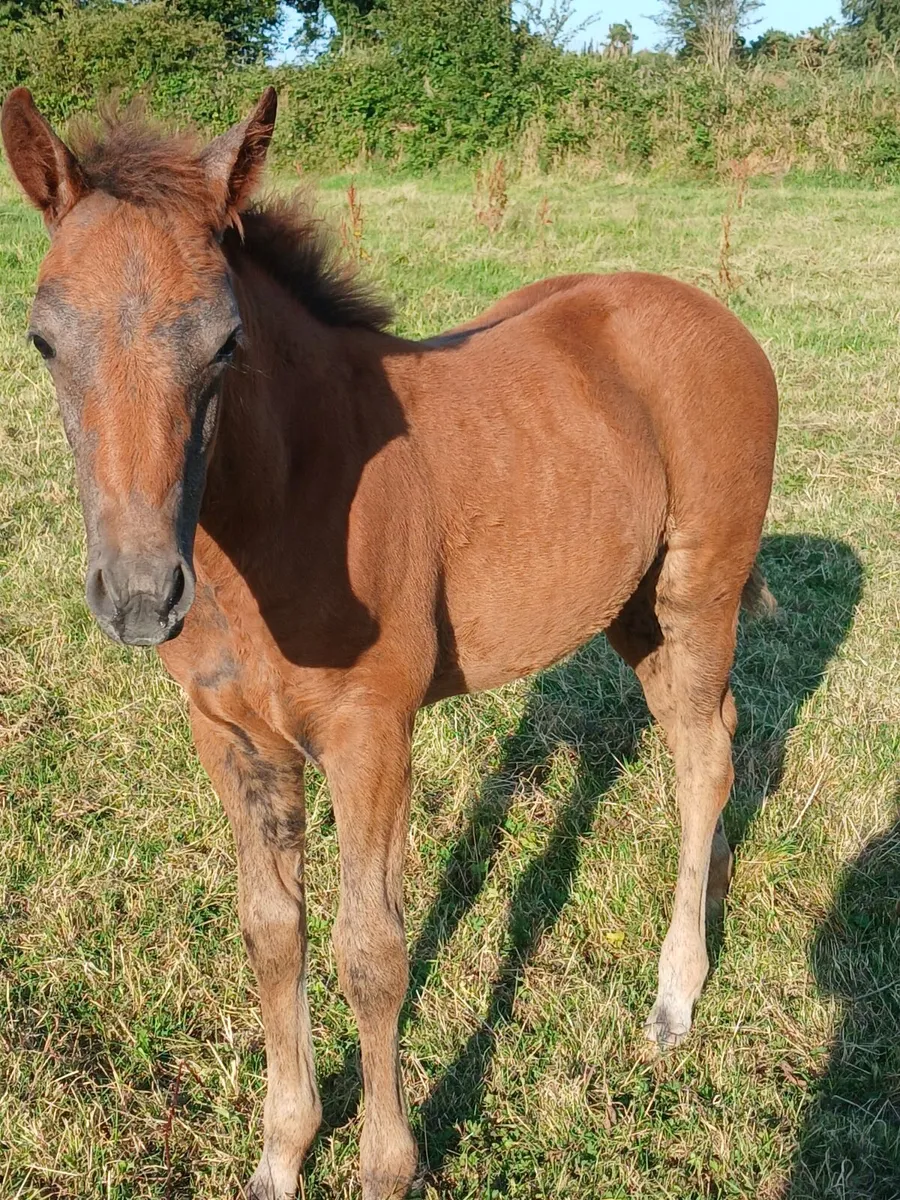 Foals - Image 3