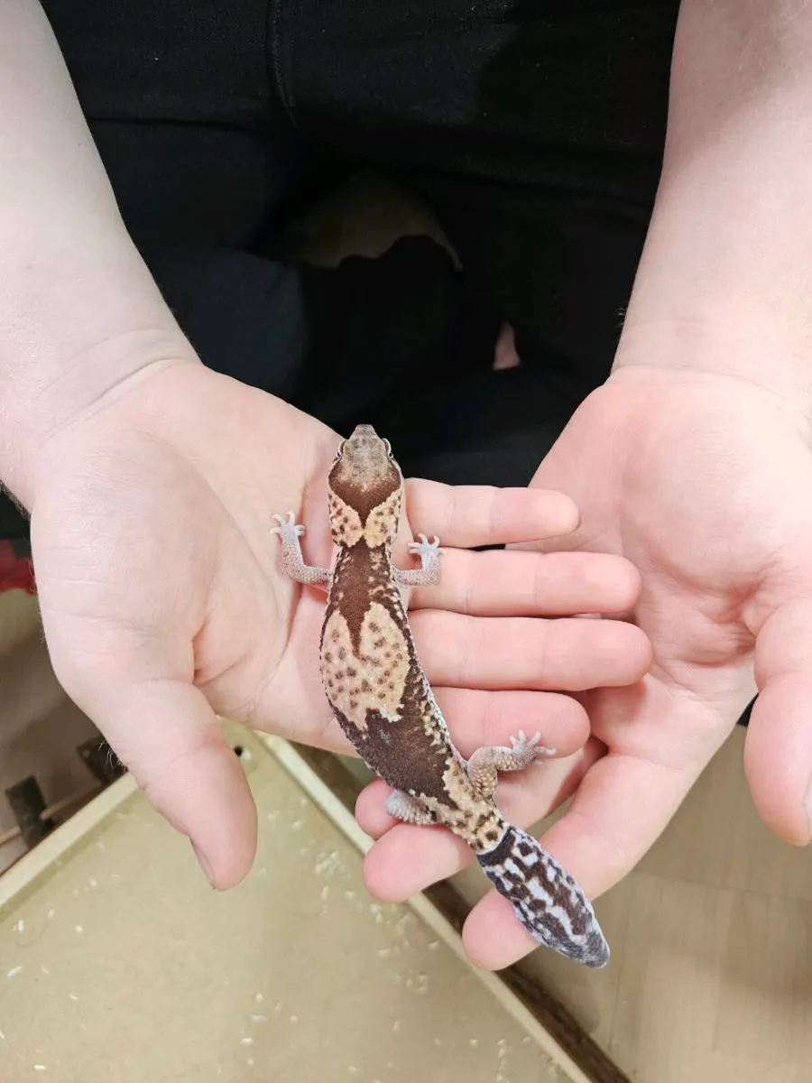 African Fat Tail with Tank - Image 4