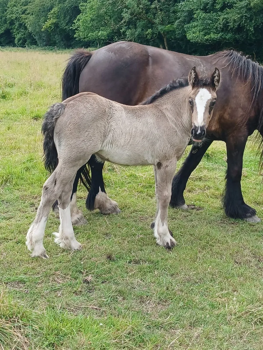 Foals - Image 4