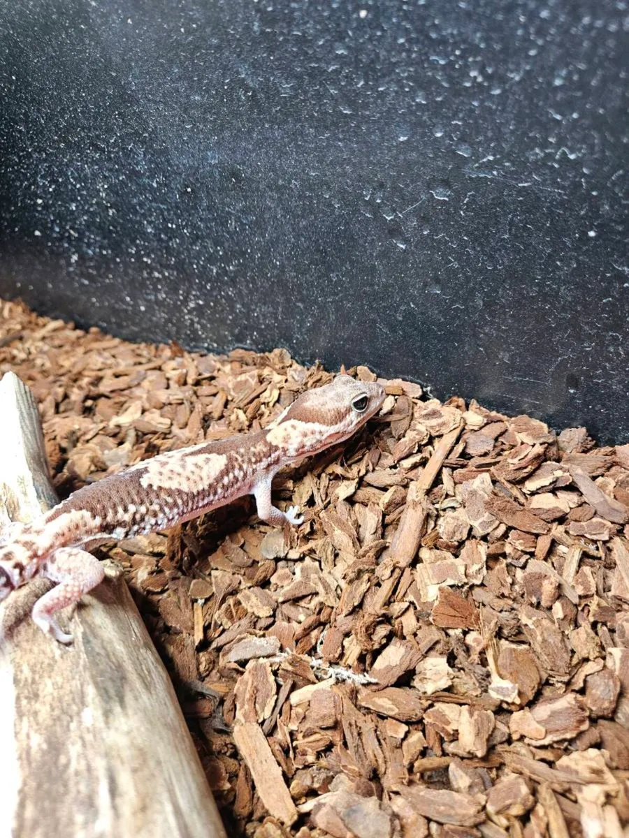 African Fat Tail with Tank - Image 1