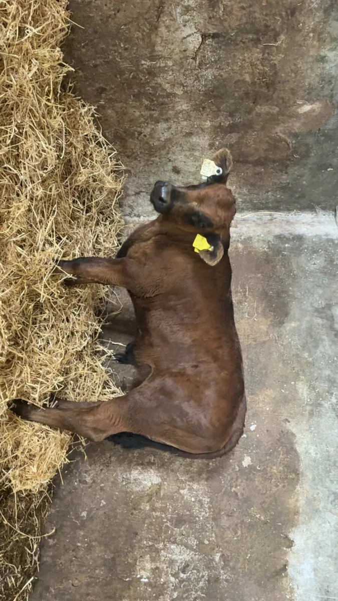⭐ bull calf - Image 1