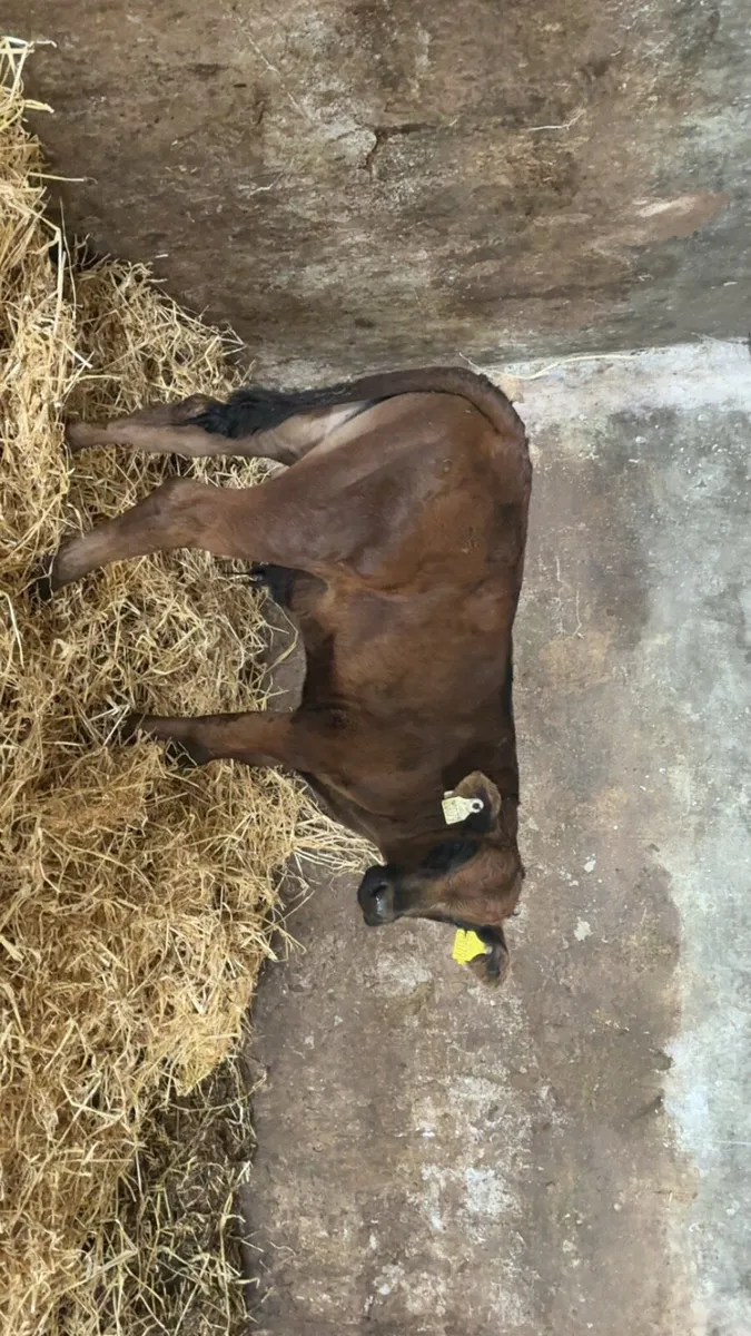 ⭐ bull calf - Image 2