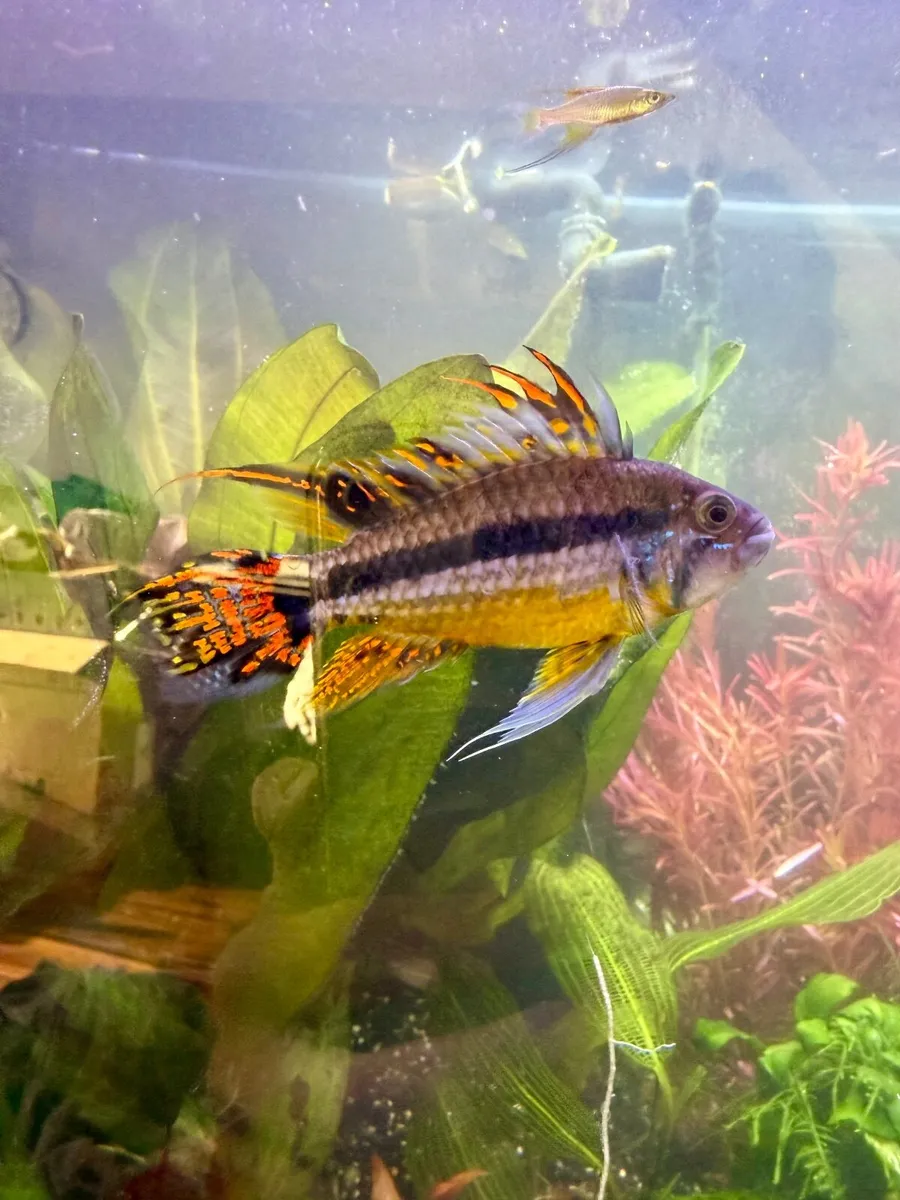 Apistogramma Cacatuoides Adult male - Image 1
