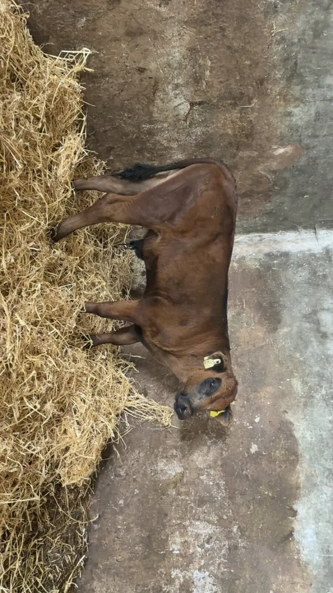 ⭐ bull calf - Image 3