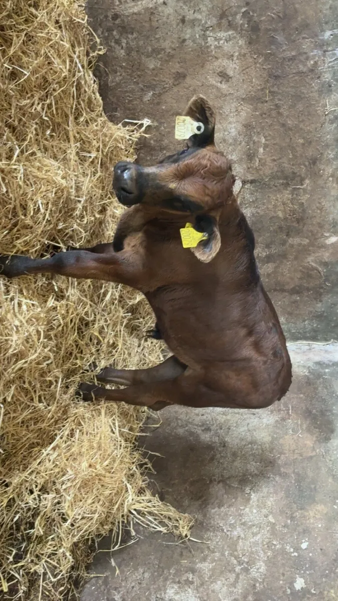 ⭐ bull calf - Image 4